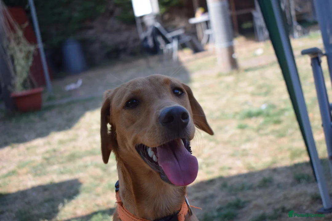 Labrador Retriever dogs for sale: Stunning 14 month old labby bitch - Advert 9