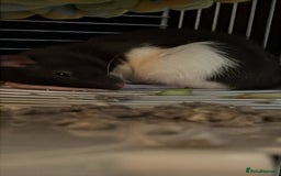 Rat rodents for sale: 2 rat girls for sale - Image 2