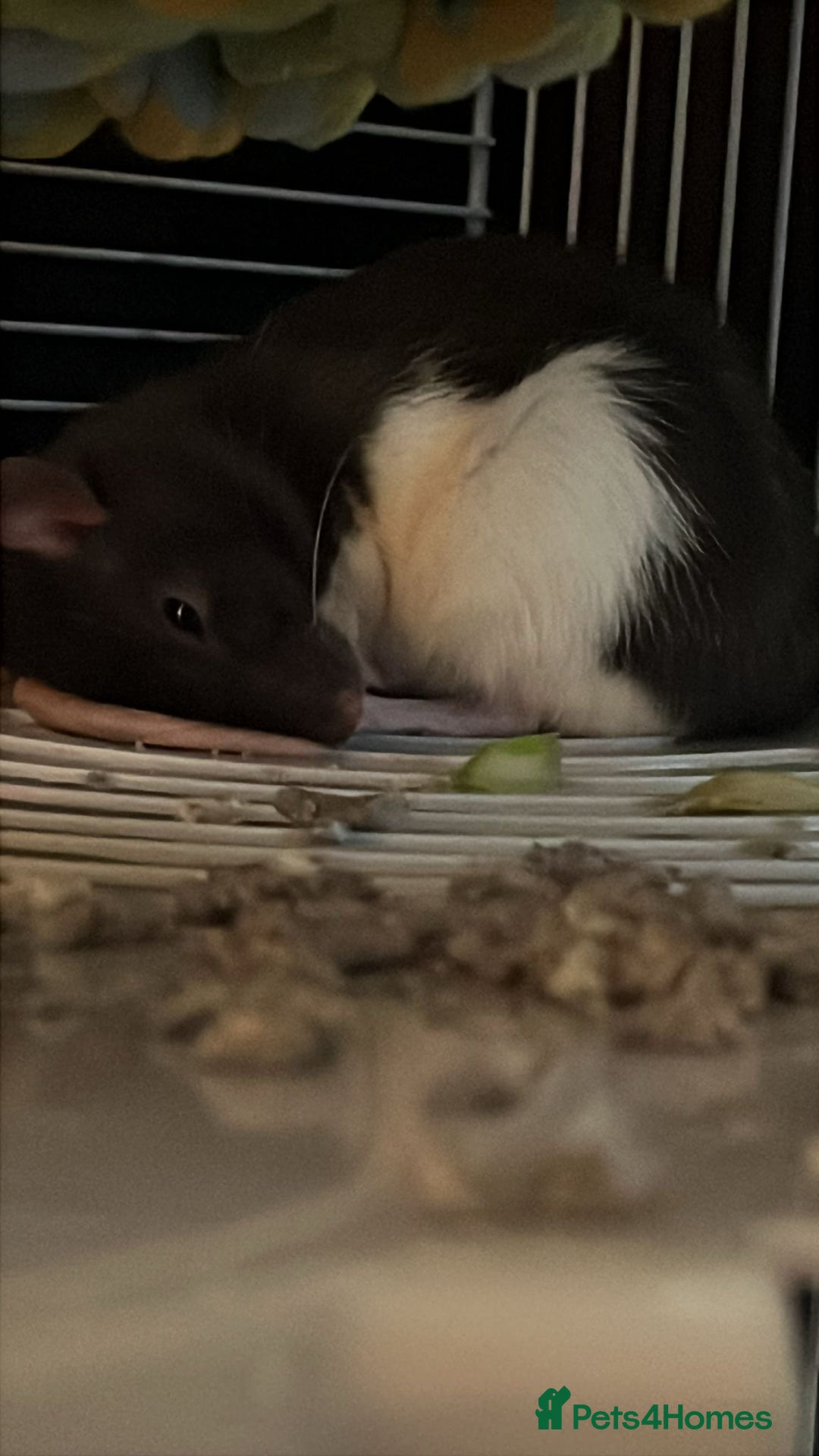 Rat rodents for sale: 2 rat girls for sale - Image 2