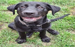 Mixed Breed dogs for sale: Labrador/ Rottweiler Male Dog  - Image 3