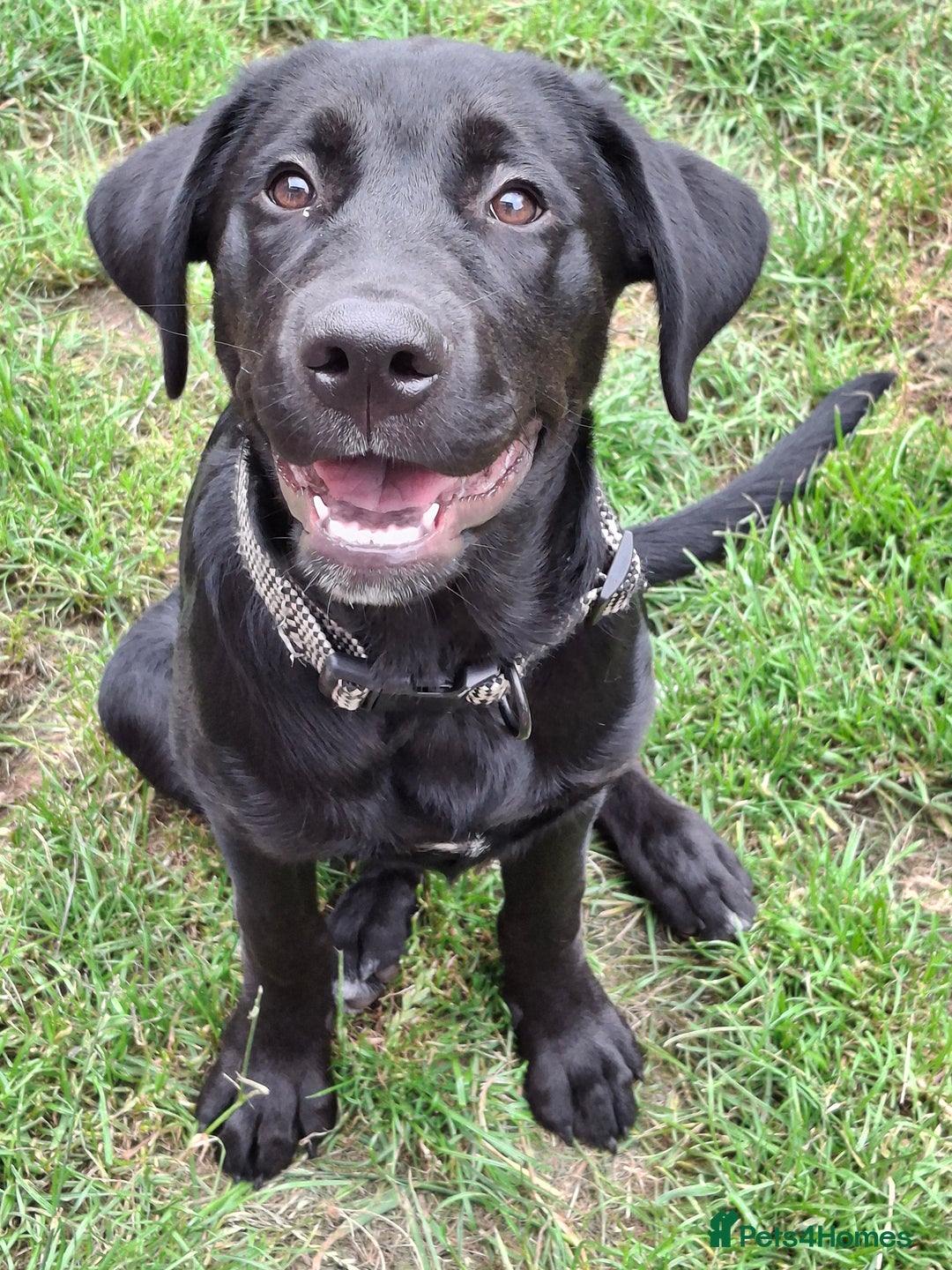 Mixed Breed dogs for sale: Labrador/ Rottweiler Male Dog  - Image 3