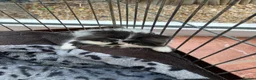 Persian cats for sale: Adorable GCCF registered Persian kittens - Advert 9