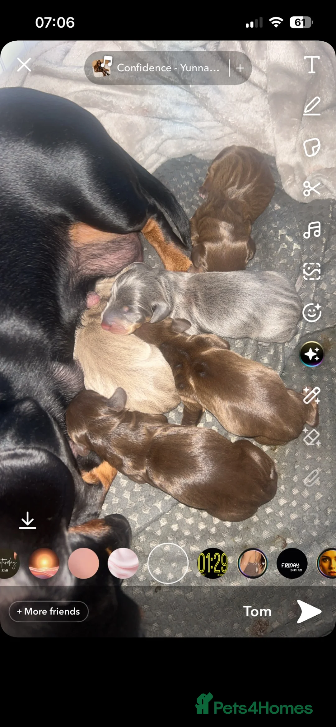Miniature Dachshund dogs for sale: Mini dachshund - Advert 1