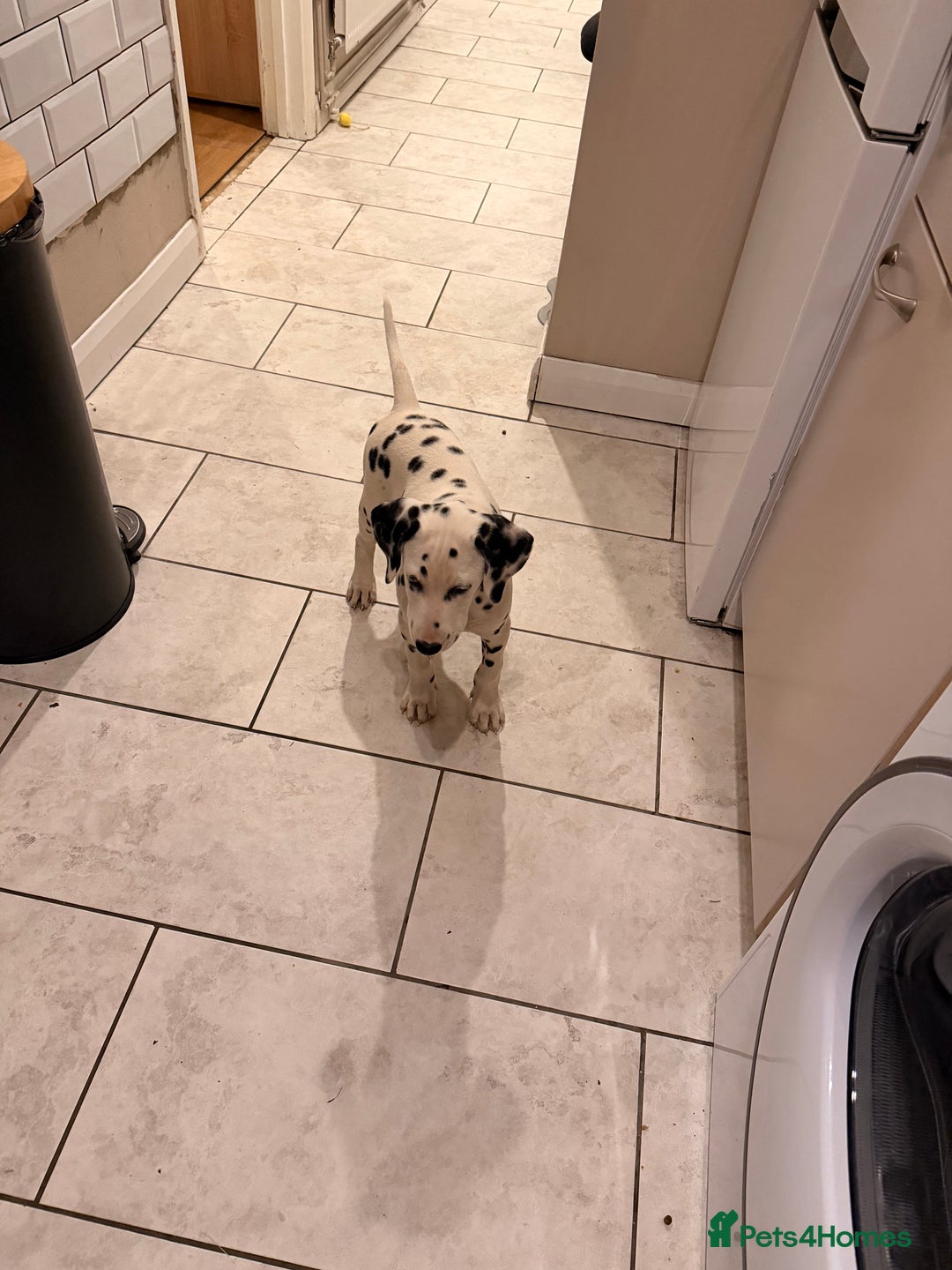 Dalmatian dogs for sale: Male KC Registered Dalmatian Puppy - Advert 1