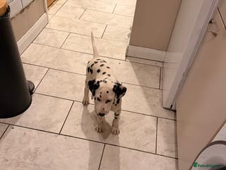 Dalmatian dogs Male KC Registered Dalmatian Puppy - Advert 4