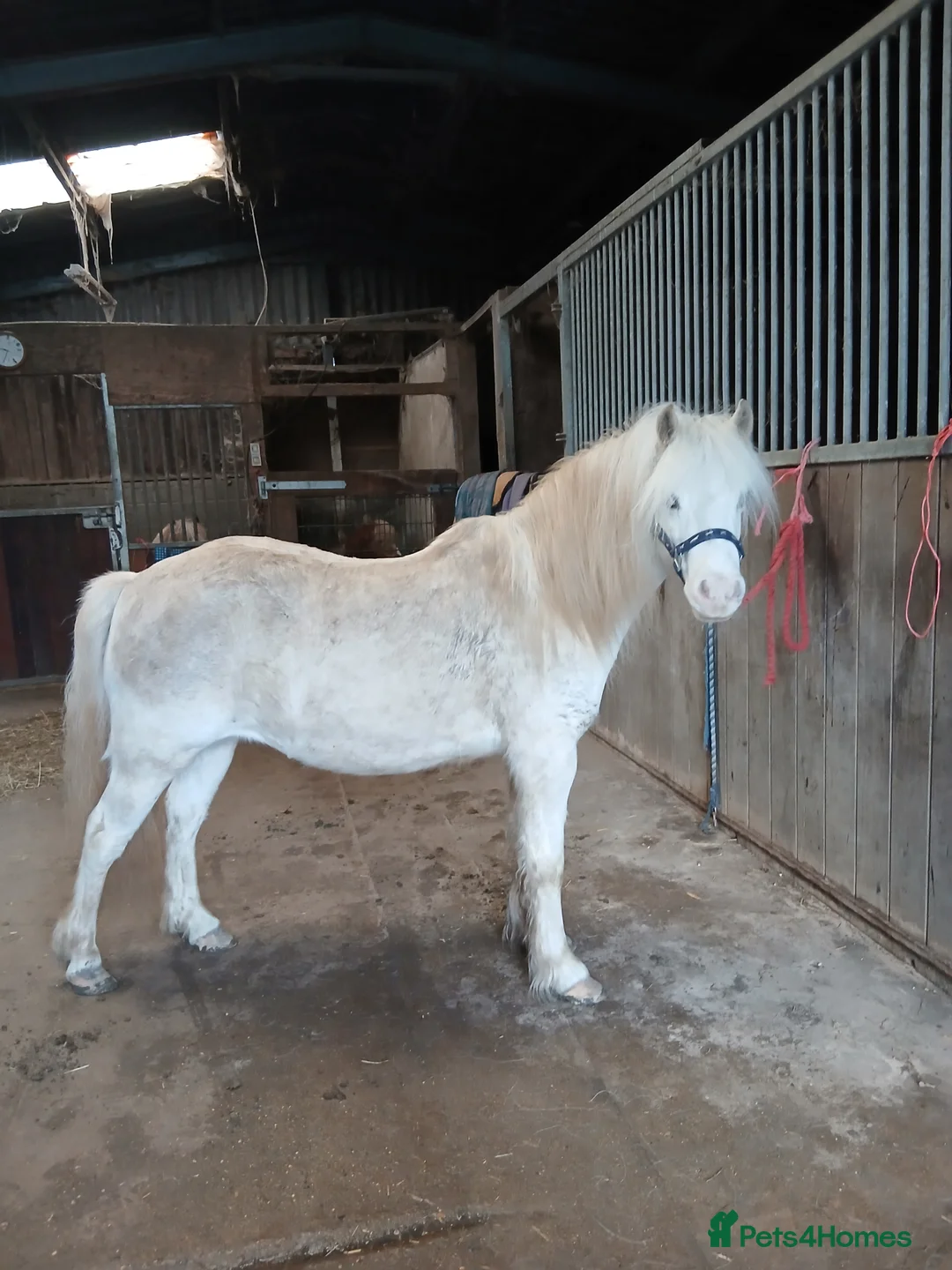 Welsh Section A horses for sale: Welsh Section A mare  - Advert 2