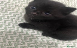 Maine Coon cats for sale: Beautiful Maine coon x kittens  - Image 5