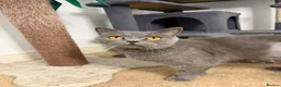 British Shorthair cats for sale: Adult female British Shorthair cat - Advert 3