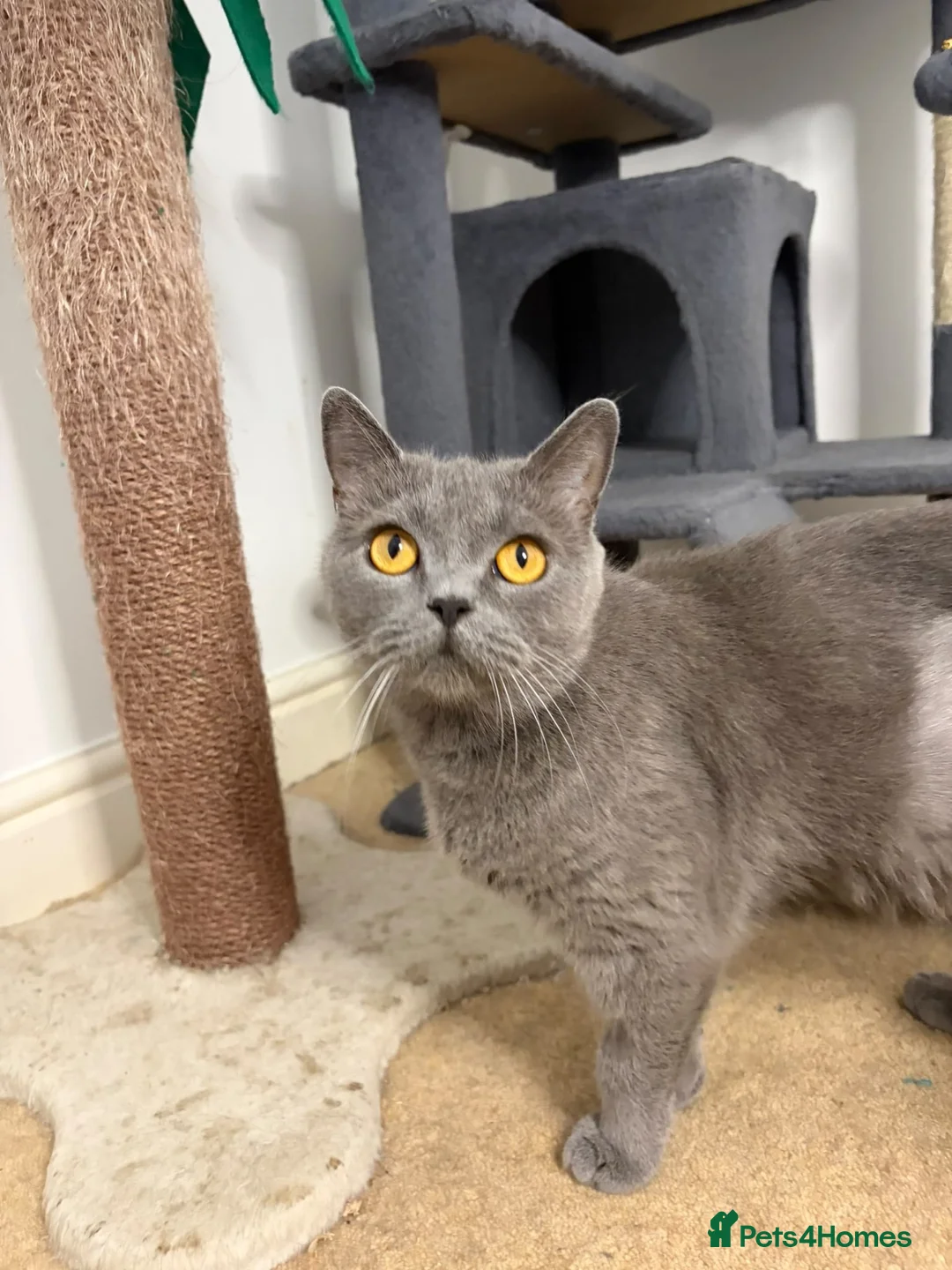 British Shorthair cats for sale: Adult female British Shorthair cat - Advert 3