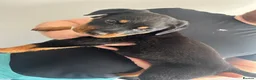 Rottweiler dogs for sale: 2 big male puppies  - Advert 11