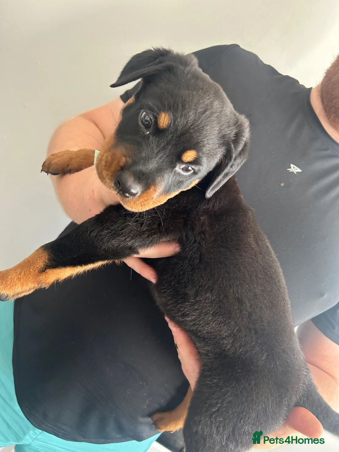 Rottweiler dogs for sale: 2 big male puppies  - Advert 11