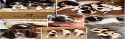English Springer Spaniel dogs for sale: PEDIGREE WORKING SPRINGER SPANIEL PUPPIES in Grantown-on-Spey - Advert 5