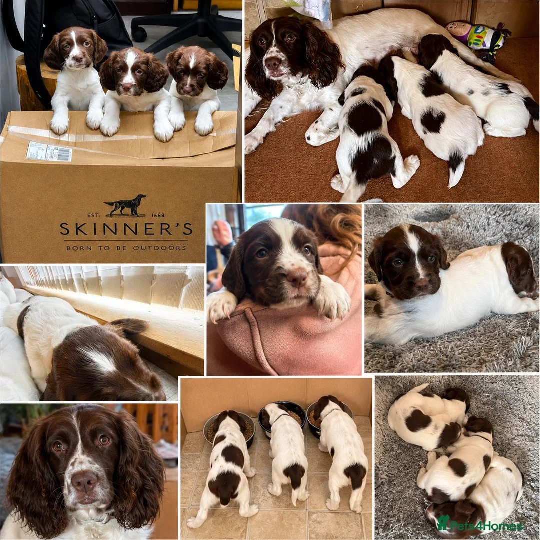 English Springer Spaniel dogs for sale: PEDIGREE WORKING SPRINGER SPANIEL PUPPIES in Grantown-on-Spey - Advert 5