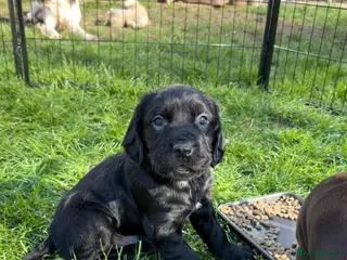 Mixed Breed dogs Lovely Sprizsla Puppies - Advert 1