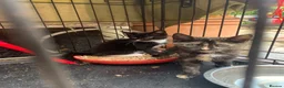 Mixed Breed cats for sale: Two kittens for sale - Advert 4