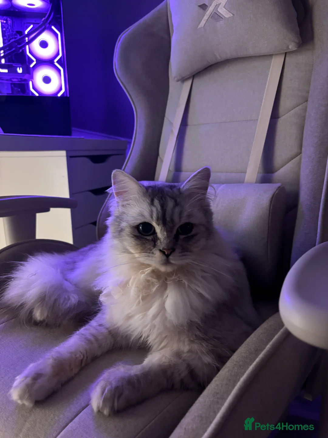 Ragdoll cats for sale: Ragdoll Boy Cat  - Advert 5