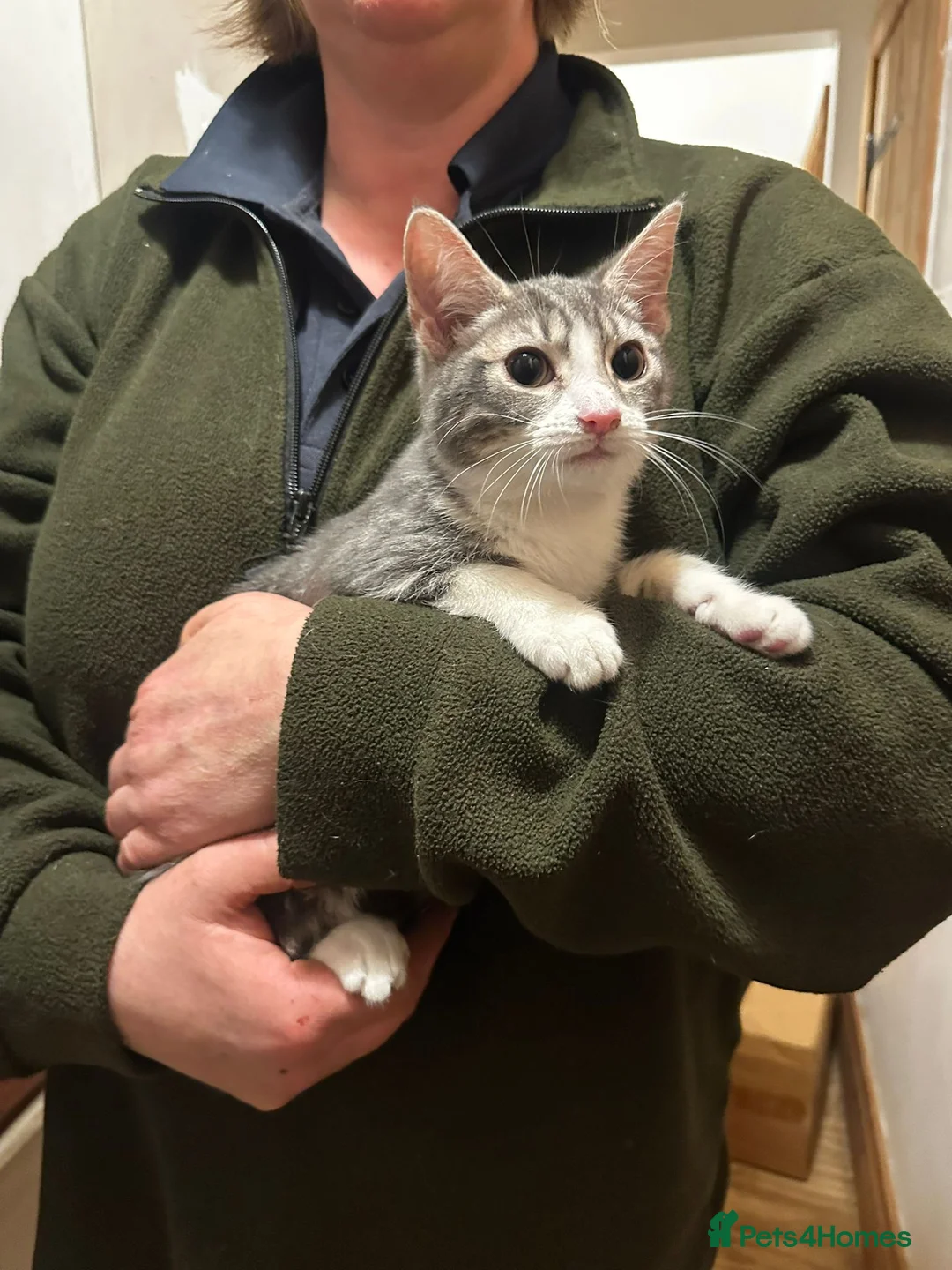 Mixed Breed cats for sale: Smashing Farm Kittens For Sale - Advert 3