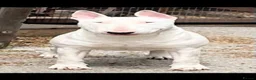 English Bull Terrier dogs for sale: Champion Bloodlines English Bull Terriers. - Advert 7