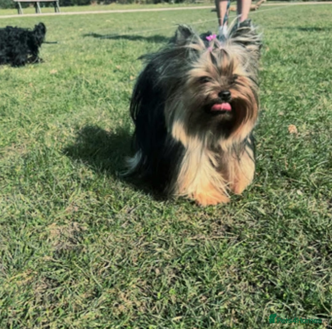 Yorkshire Terrier dogs for sale: Puppies - Image 4