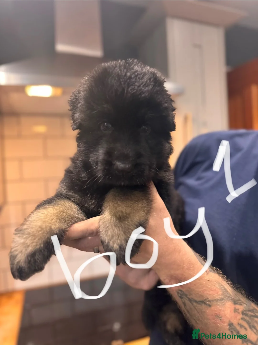 German Shepherd dogs for sale: 2 long haired german shepherd pups for sale - Advert 5