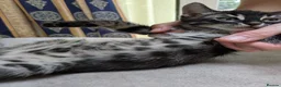 Bengal cats for sale: Bengal cross Kittens seeking forever homes - Advert 7