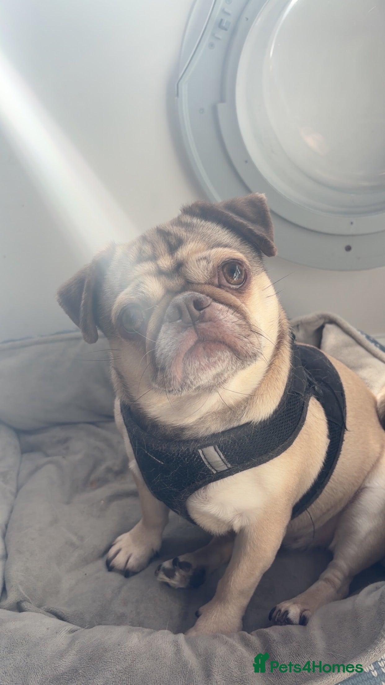 Pug dogs coco  - Advert 2