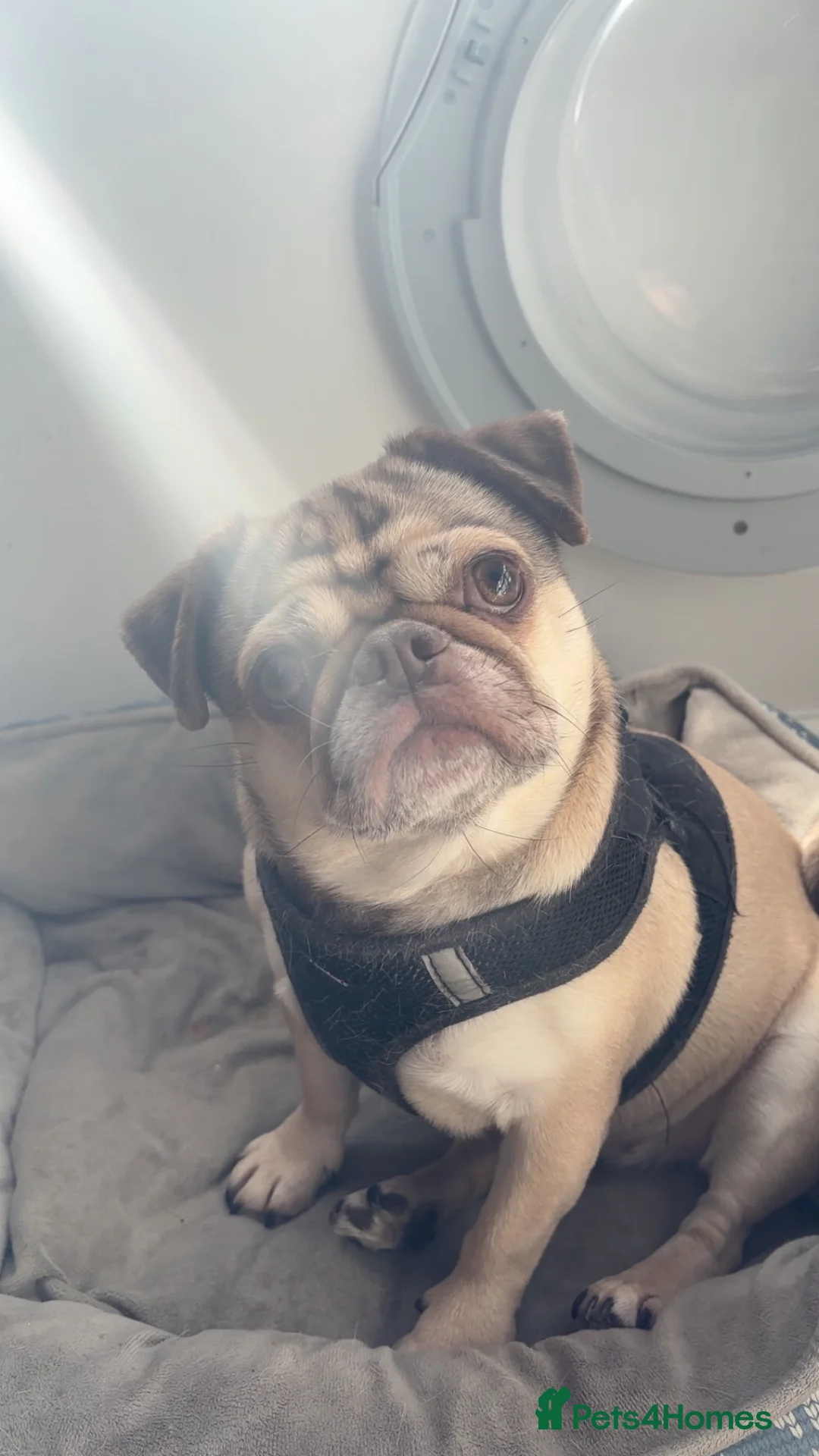 Pug dogs for sale: coco  - Advert 1