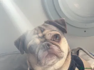 Pug dogs coco - Advert 1