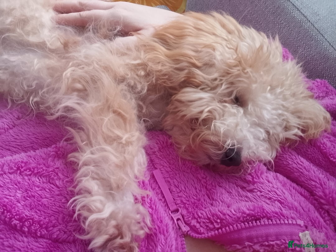 Poochon dogs for sale: 11 month old poochon - Advert 3