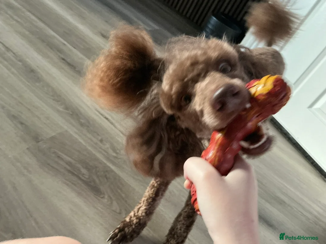 Poodle dogs for sale: Male chocolate moyen poodle looking for a new home - Advert 2