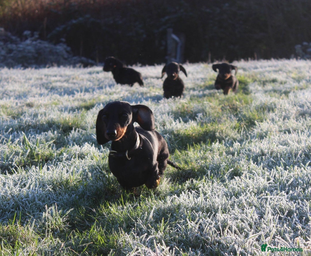 Miniature Dachshund dogs for sale: Stunning Miniature Dachshund Puppies - Advert 15