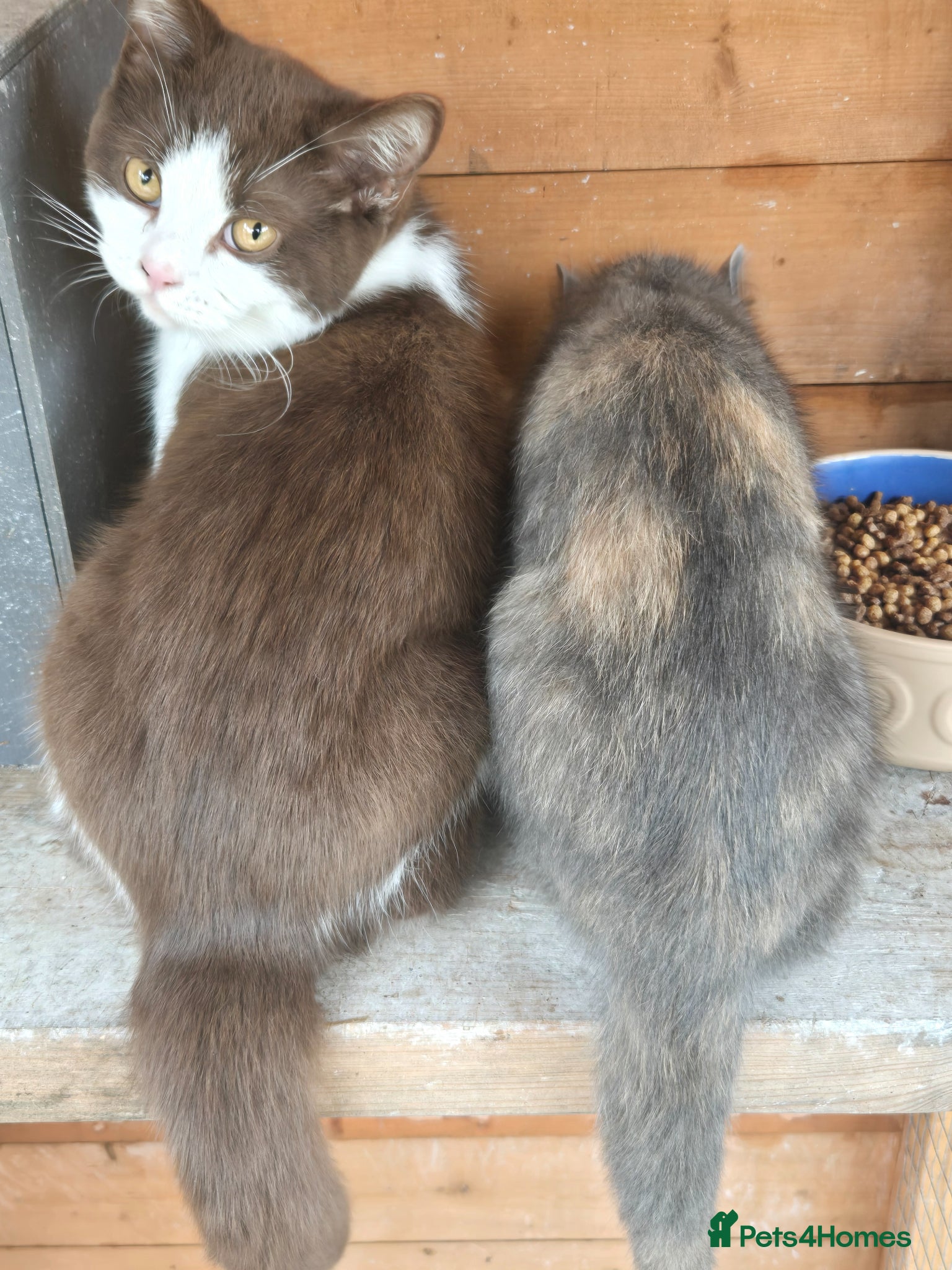 British Shorthair cats ❤️REDUCED TICA REG❤️ - Advert 8