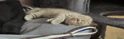 Scottish Fold cats for sale: Scottish fold  - Advert 15