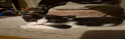 Mixed Breed cats for sale: Maine coon cross British shorthair  - Advert 3