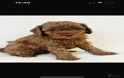 Cavapoo dogs for sale: 🐶 Adorable deep red Cavapoo Puppies  - Image 3