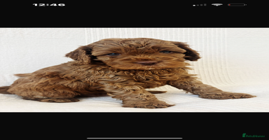 Cavapoo dogs - Advert 1