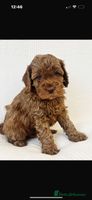 Cavapoo dogs - Advert 2