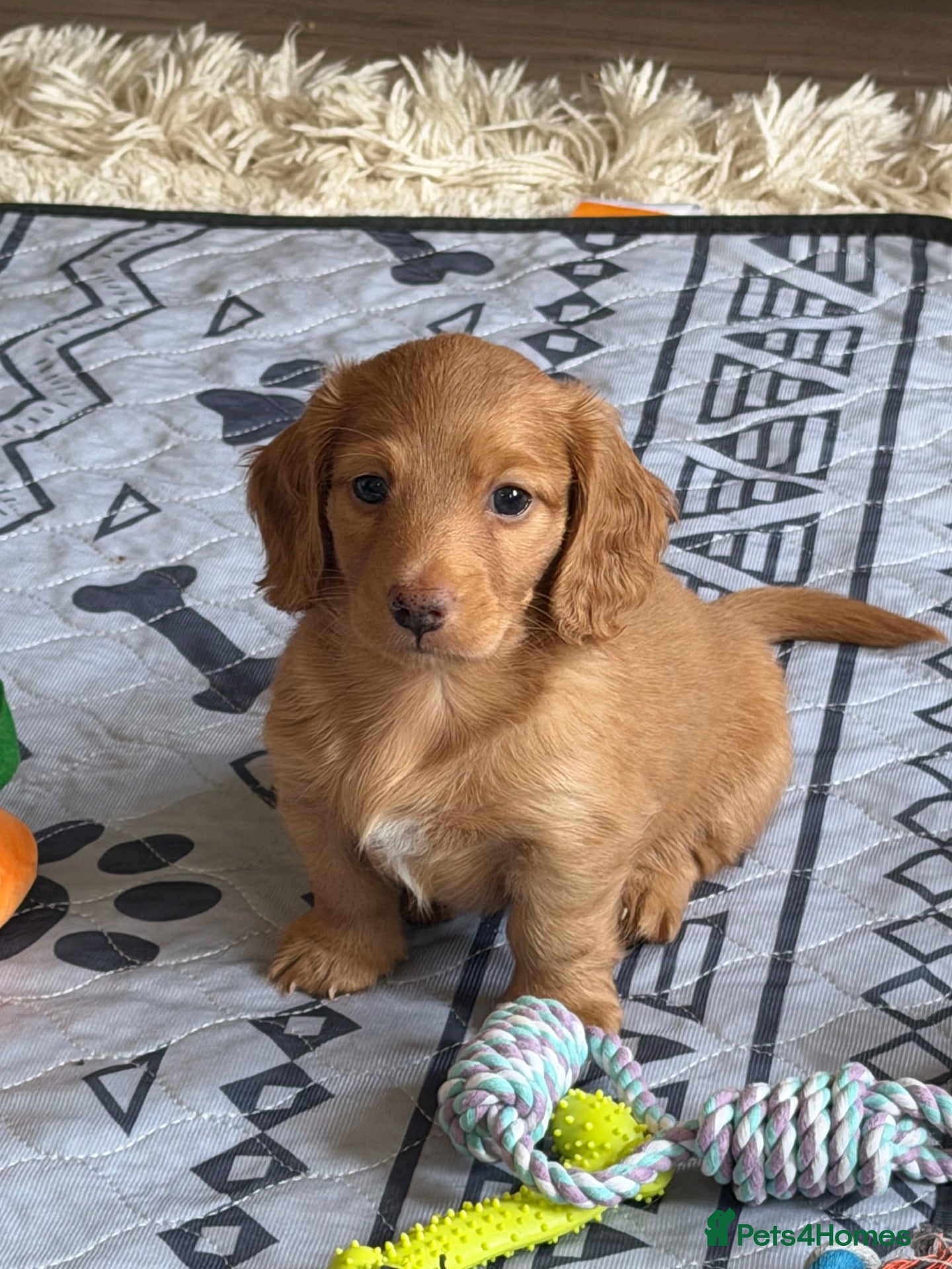 Miniature Dachshund dogs  KC Registered Long-Haired Dachshund Puppies ✨ - Advert 1