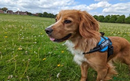 Cocker Spaniel dogs for sale: 🐾 KC Reg - Working Cocker spaniel DNA Tested 🧬 - Image 16