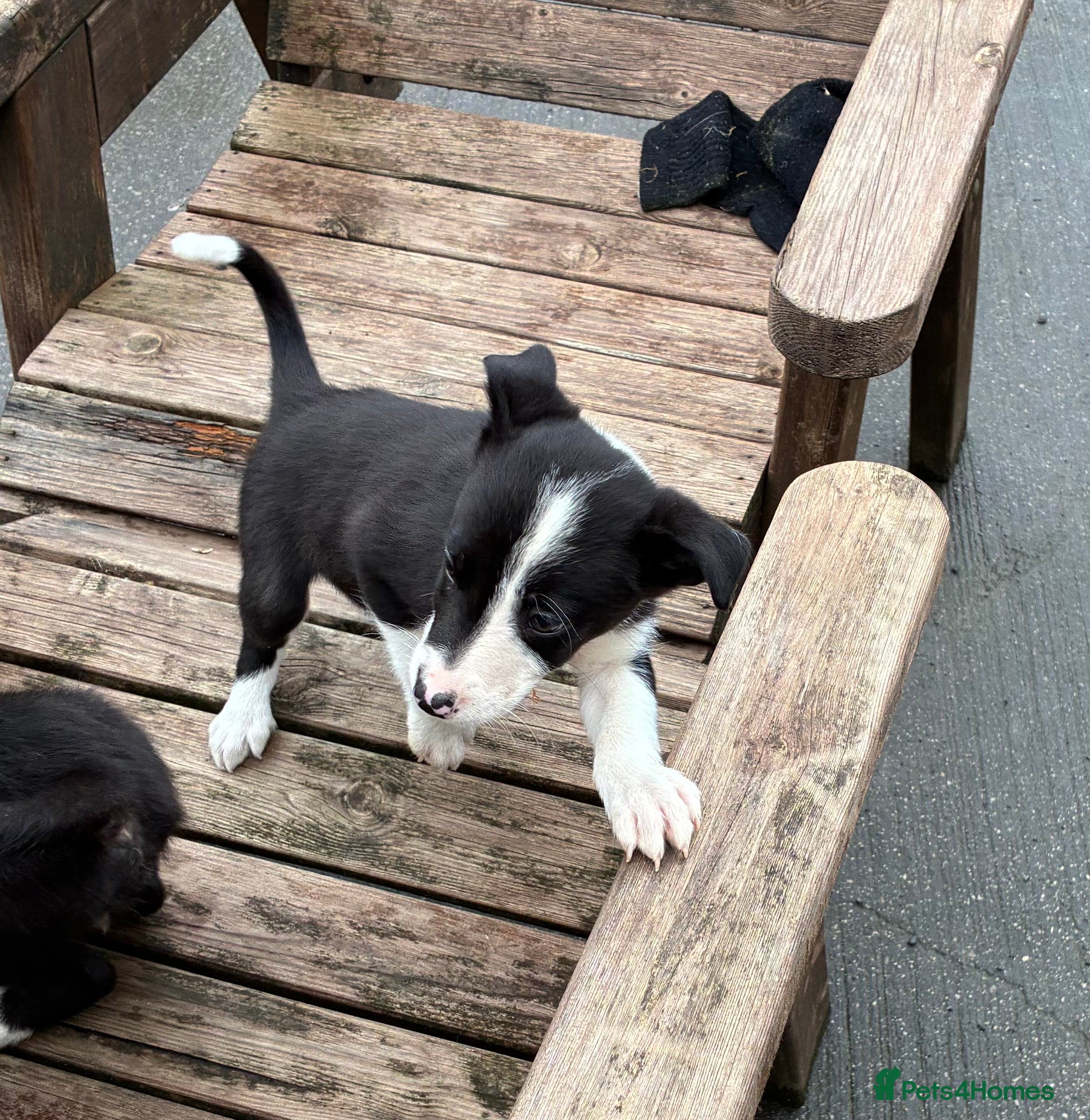 Border Collie dogs Border Collie Pups - Farm reared from working dogs - Advert 2