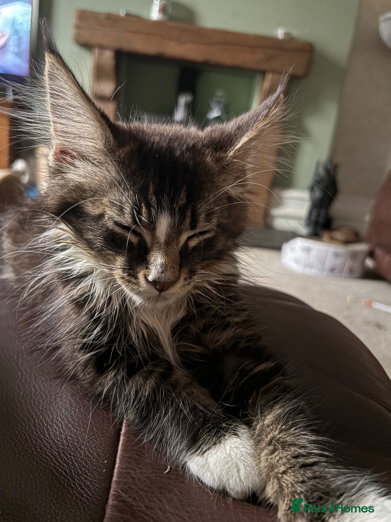 Maine Coon cats TICA Registered pedigree Maine Coon kittens - Advert 2