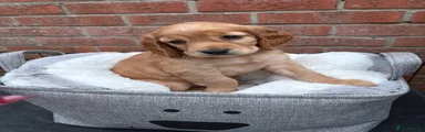Cocker Spaniel 6