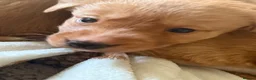 Borador dogs for sale: Fox red Borador puppies  - Advert 12