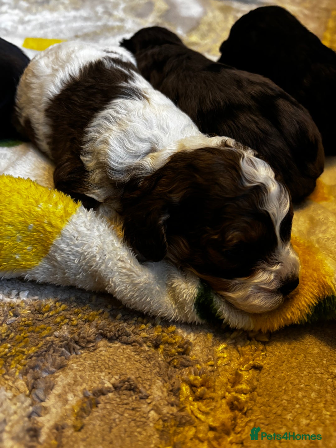 Cavapoochon dogs for sale: 🐶Exceptional cavapoochon pup's🐶 - Advert 16