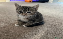 Domestic Shorthair cats for sale: 3 female kittens  - Image 13