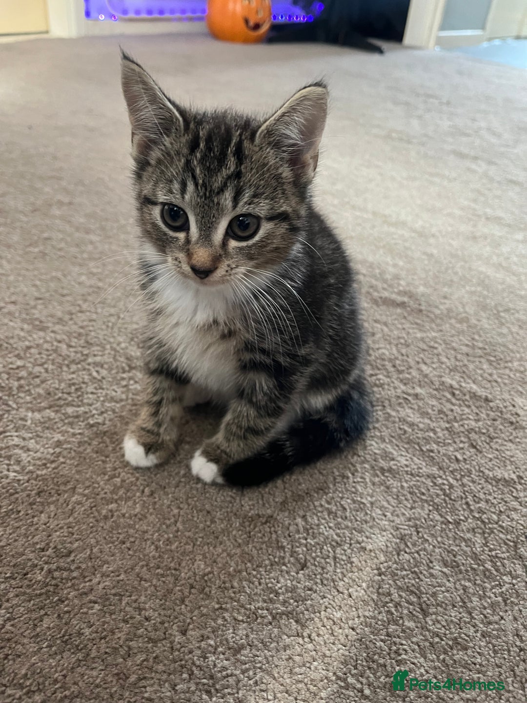 Domestic Shorthair cats for sale: 3 female kittens  - Image 13