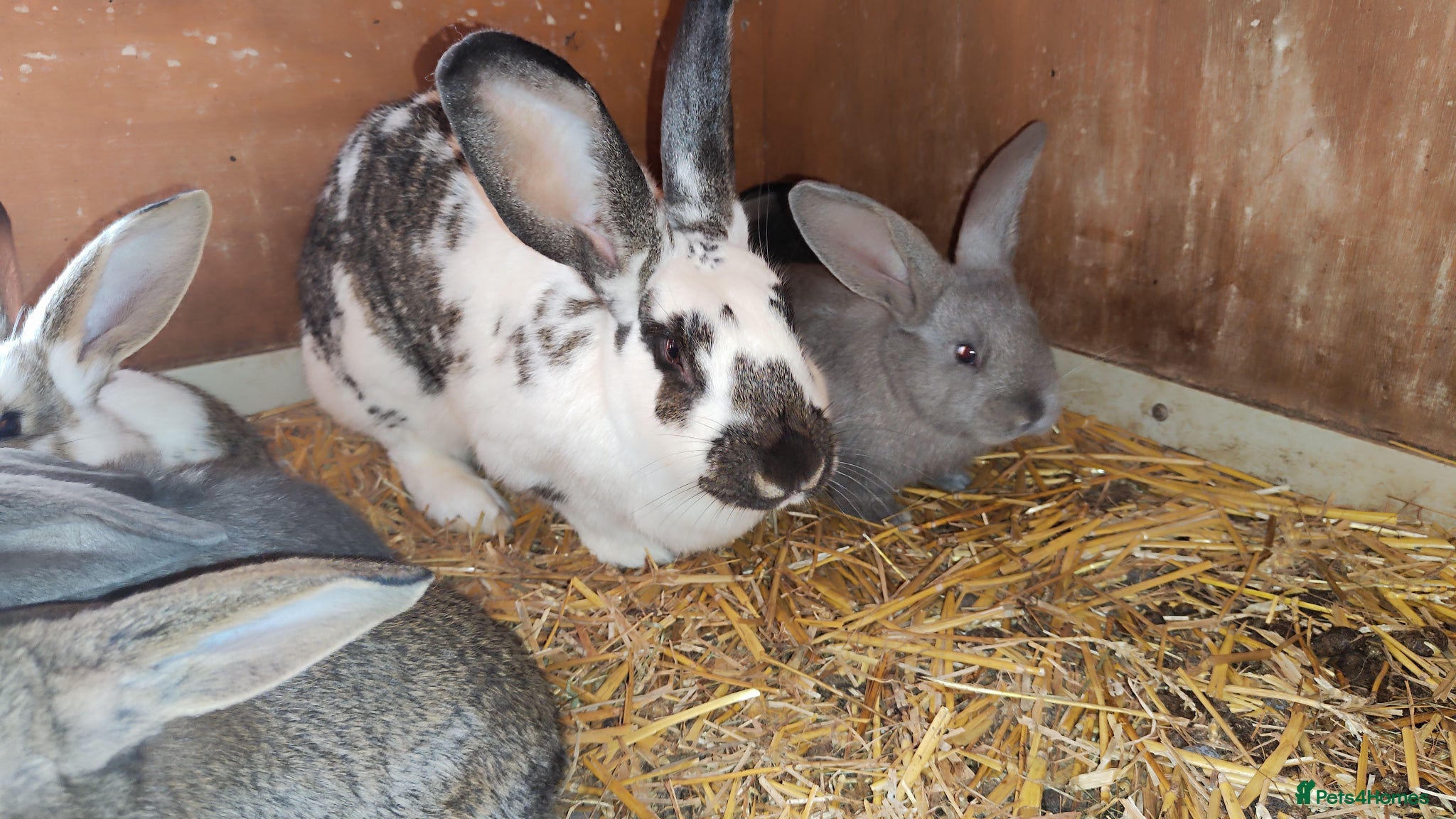 Continental Giant rabbits Continental giant baby rabbits - Advert 21