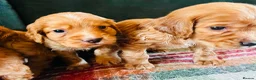 Cocker Spaniel dogs for sale: Cocker Spaniel Puppies in Durham - Advert 9