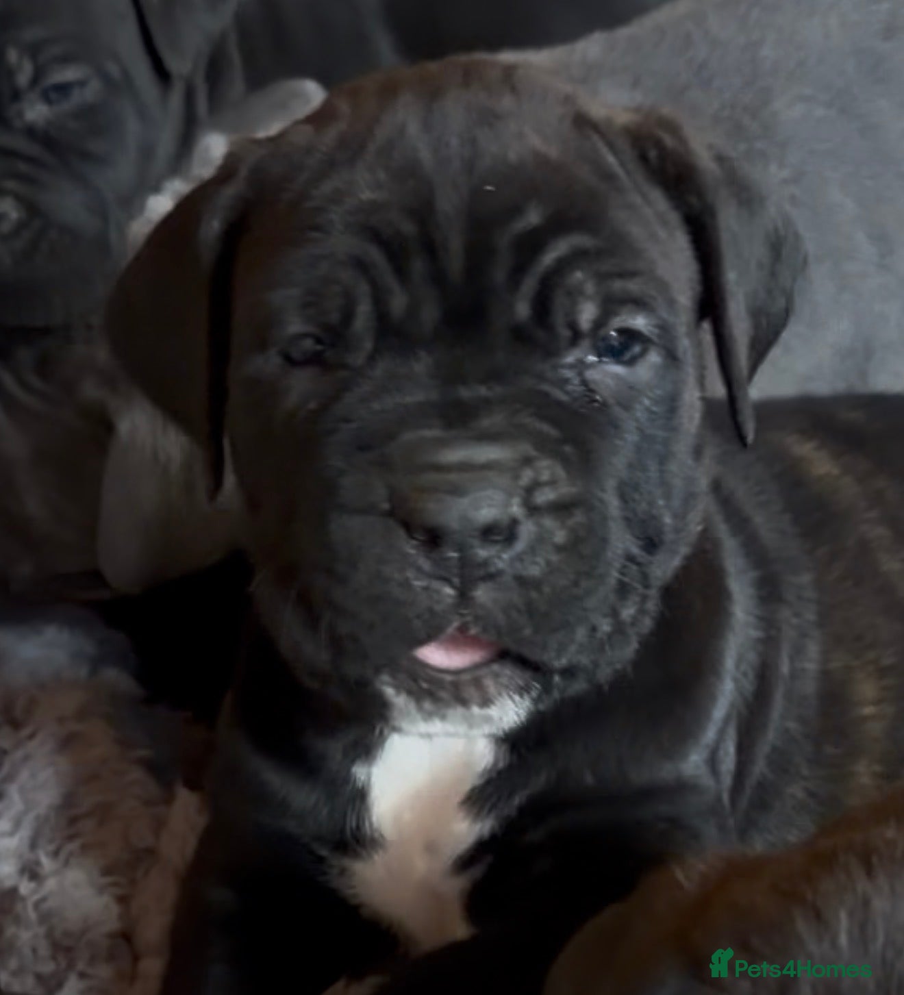 Cane Corso dogs PURE CANE CORSO PUPPIES FOR SALE !!!! - Advert 3