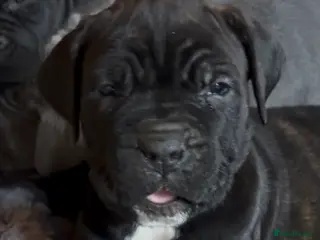 Cane Corso dogs PURE CANE CORSO PUPPIES FOR SALE !!!! - Advert 3